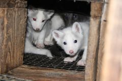 Ræveunger kigger ud fra et bur på en polsk pelsfarm