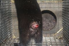 Mink med afbidt hale på polsk pelsfarm