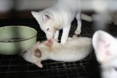 Ræveunge undersøger en ræv, som er død i sit bur på en polsk pelsfarm