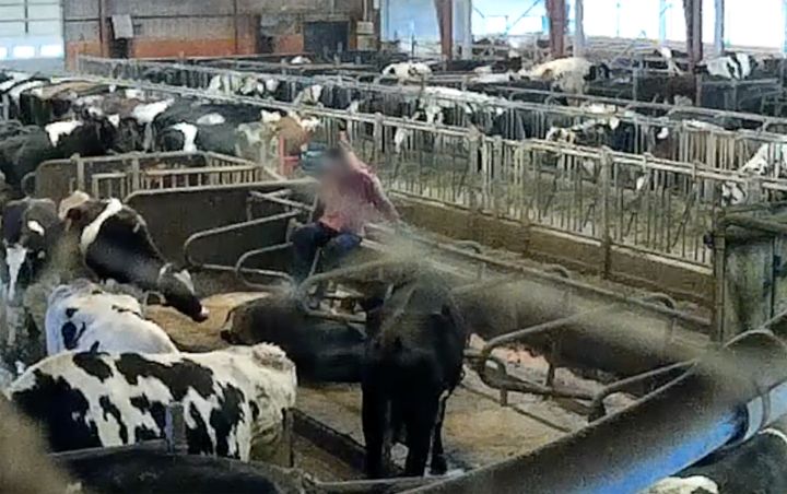 Skjulte optagelser fra Arla produktion