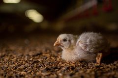 Turbokylling der ligger i stalden