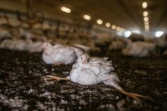 Turbokylling der ligger i stalden