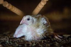 turbokyllingen Ross 308