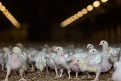 Turbokyllingen Ross 308