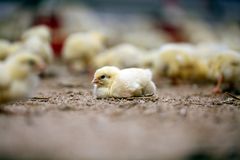 En lille turbokylling