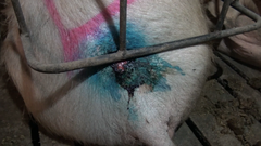 Fikseret so med sår