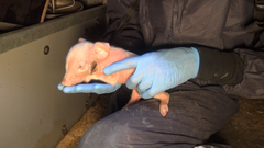 Pattegris med læsion