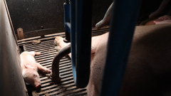 Pattegris der sidder fast i inventaret