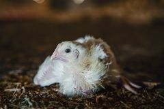 En slagtekylling af racen Ross 308, også kendt som turbokylling