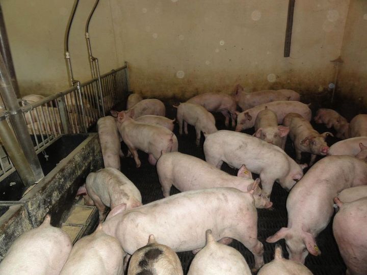 Foto: Fødevarestyrelsen