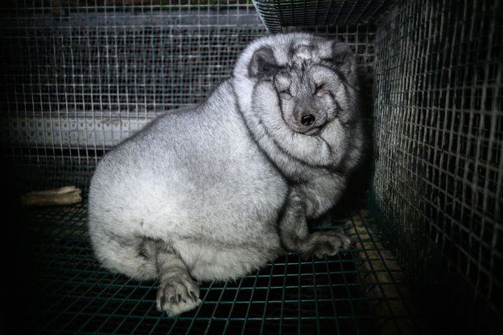 Ræv på finsk pelsfarm avlet til uigenkendelighed