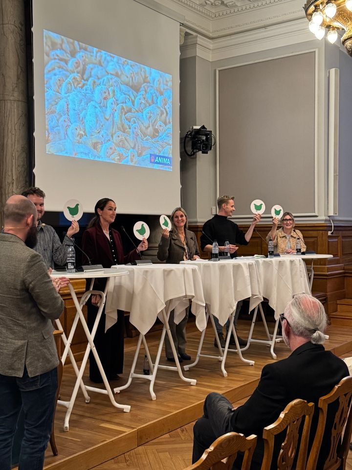 Alle fem ordførere markerer med en grøn kylling, at pladskravene bør ændres, så kyllingerne får mere plads.