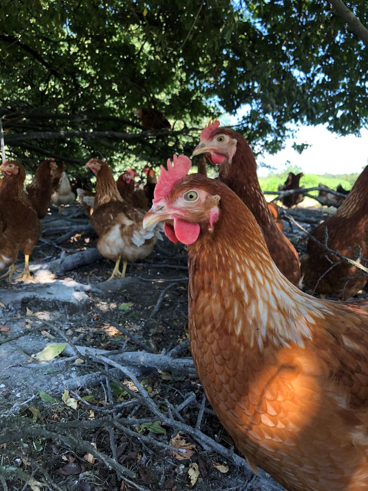 Danmark har verdens største økologiandel i ægproduktionen, i og med at næsten 1/3 af de danske høner er økologiske. De skærpede krav for tilbageholdelsestid af æg efter parasitbehandlinger har derfor haft stor betydning for erhvervet.