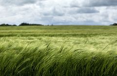 Et flertal af EU’s medlemslande har i dag sagt ja til en handelsaftale med de sydamerikanske Mercosur-lande. Nu udestår godkendelse i Europa-Parlamentet.