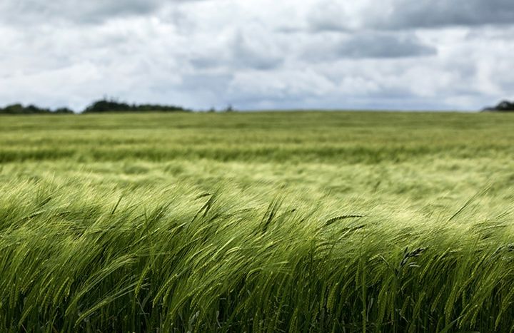 Et flertal af EU’s medlemslande har i dag sagt ja til en handelsaftale med de sydamerikanske Mercosur-lande. Nu udestår godkendelse i Europa-Parlamentet.