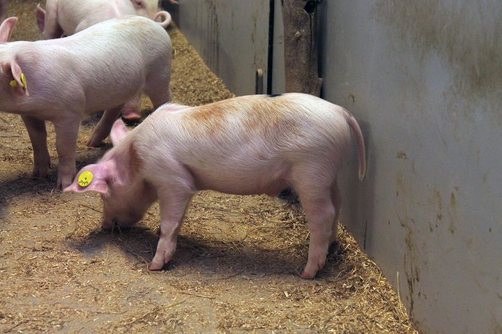 Der er godt 33.000 arbejdspladser i at dansk griseproduktion