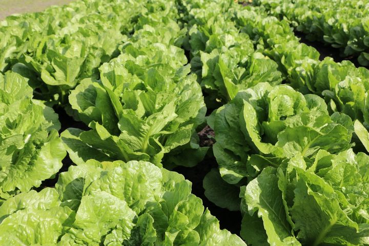 Dansk økologisk romainesalat