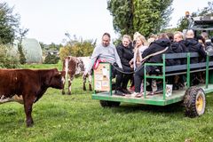 En gruppe mennesker i en traktortrailer ser på to køer på en græsmark.