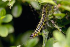 Buksbomhalvmøl er et invasivt skadedyr, hvis larver lever af buksbommens blade. I værste tilfælde kan larverne afløve hele planten.