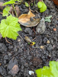 En helt ung dræbersnegl. De små snegle gemmer sig godt under gamle blade og på fugtige steder i haven. Selv om de er små, er de sultne og kan gøre store indhug i havens planter.