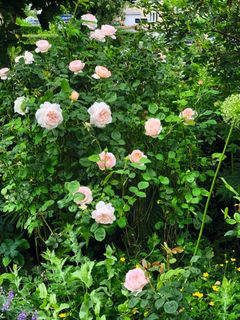 Blomstrende rose af sorten Queen of Sweden