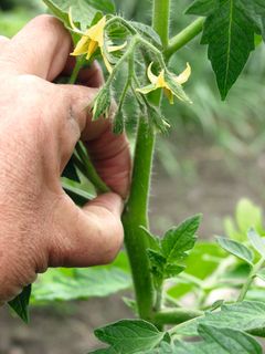 Tomatplanterne skal knibes løbende for at få det bedste udbytte.