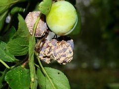 Blommer ramt af gul monilia