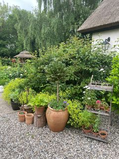 Under Haveselskabets havefestival åbner hundredvis af haveejere over hele landet havelågen, så man kan besøge hinandens haver og hente inspiration hos hinanden og dele gode erfaringer om alt fra blomster og træer til indretning af haverummet.