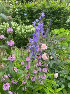 Under Haveselskabets havefestival åbner hundredvis af haveejere over hele landet havelågen, så man kan besøge hinandens haver og hente inspiration hos hinanden og dele gode erfaringer om alt fra blomster og træer til indretning af haverummet.