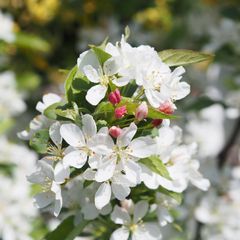 Månedens plante i maj 2024; Sargentæble ’First Choiz’®