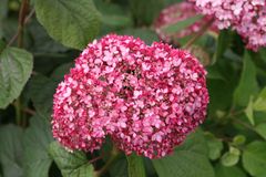 Månedens plante i juli 2024; Træagtig hortensia 'Pink Annabelle'®