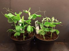 Clopyralidskader på ærteplanter