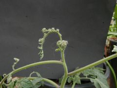 Clopyralidskade på tomatplante