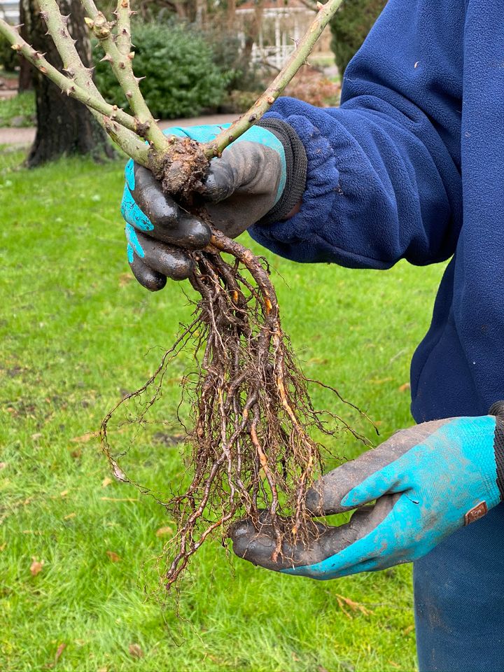 Efteråret er et oplagt tidspunkt at plante træer, buske, roser og mange andre planter på.