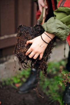 Planter man i efteråret, kan planten danne nye rødder, så den står bedre rustet, når væksten for alvor begynder igen til foråret.