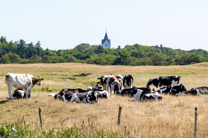 Effektiv sagsbehandling i Esbjerg Kommune er med til at sikre fremdrift, når landbruget udvikler og tilpasser produktionen. Her ses køer ved Vester Vedsted Kirke.