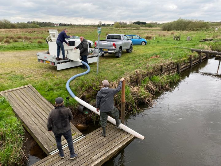 Udsætning af snæbelyngel i Kongeåen i april 2025, hvor tusindvis af små fisk blev sat ud som led i arbejdet med at genskabe bestanden af den sjældne snæbel.