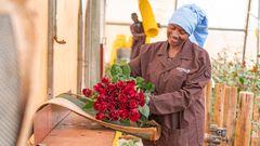 I 2023 blev der solgt 9 millioner afskårne Fairtrade-roser i Danmark.