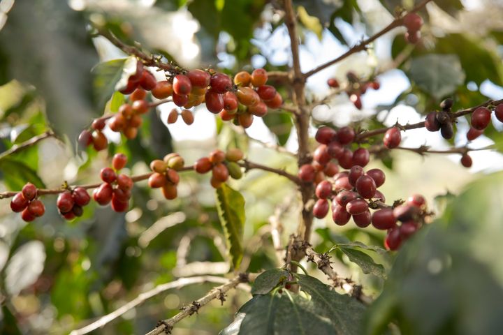 Ved at opdatere kaffestandarden vil 870.000 lokale Fairtrade-kaffeproducenter få vejledning og værktøjer til at opfylde EUDR-lovgivningen.