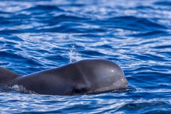 Grindehvaler er nysgerrige ligesom delfiner og kommer selv hen til safaribådene udfor Tenerifes vestkyst, når man er på hvalsafari