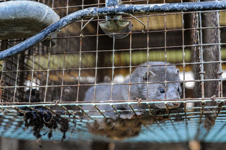 Der findes ingen kendte systemer, der tilbyder bare nogenlunde acceptabel dyrevelfærd for hverken mink, ræve eller mårhunde. Derfor har 1,5 millioner EU-borgere skrevet under på et permanent forbud mod pelsdyrproduktion i EU.