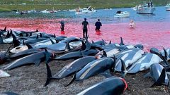 Sommeren 2021 blev 1426 hvidsidede delfiner dræbt ved en massiv drivjagt i Skålefjorden på Færøerne. Nu er mindst 446 grindehvaler brutalt slået ihjel under ekstreme lidelser.