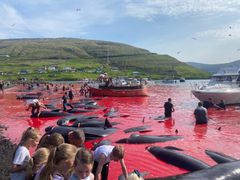 Ialt 446 hvaler blev dræbt ved de brutale drivjagter på Færøerne onsdag d. 14 juni 2023. Her bugten i den lille bygd, Leynar