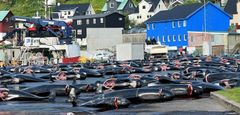 Døde grindehvaler på rad og række efter de er dræbt ved brutale drivjagter ud for to færøske bygder onsdag 14. juni.