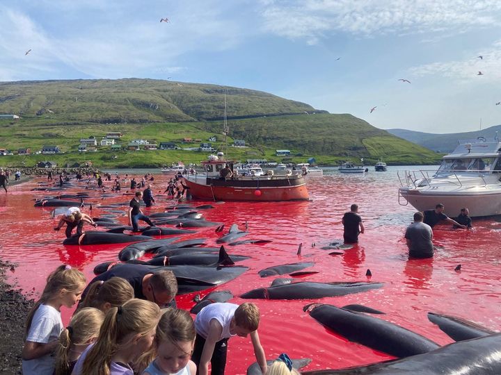 Der kan gå lang tid før hvalerne forbløder, når de bliver dræbt ved de såkaldte drivjagter på Færøerne. Her er det bugten i Leynar, hvor de lokale børn kigger nysgerrigt på det blodrøde vand og de døde hvaler.