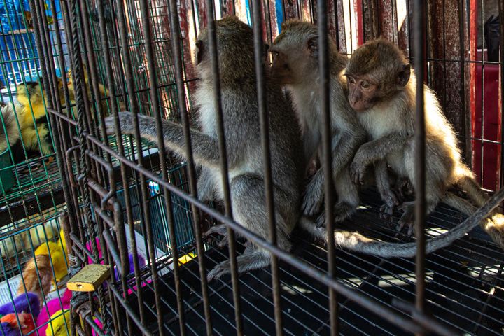 En dyster skæbne venter Makak-aber som de her, der sælges fra et lille bur på et stort marked i Jakarta, Indonesien.