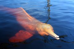 Den lyserøde floddelfin, som er en af de dyrearter i Amazonas, der er stærkt truet af de store selskabers rovdrift på den brasilianske regnskov.