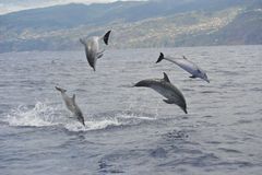 På den portugisiske ø, Madeira, er et kæmpe område udnævnt som Whale Heritage Area. Her kan man blandt andet tage på hvalsafari og møde de legesyge bottlenose delfiner.