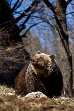 Appenninernes konge, den sjældne Marcikanske brunbjørn, der nu får ekstra beskyttelse, da dens territorium i den italienske bjergkæde er udnævnt til Wildlife Heritage Area.