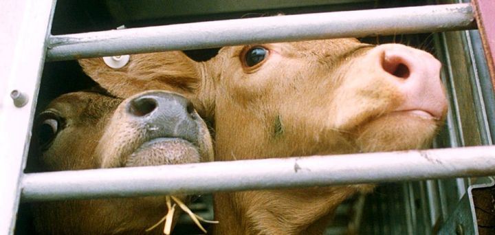 EU kommisionens bud på regler om dyretransport betyder kun minimale forandringer, for de millioner af dyr, der hver dag lider i det industrielle landbrug, mener World Animal Protection.